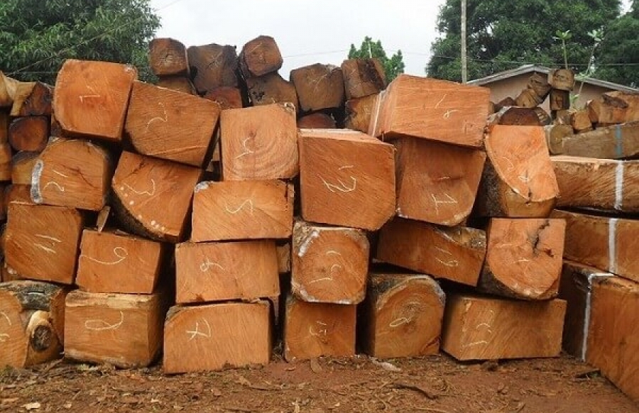 Gỗ gụ là gì? Ưu, nhược điểm và ứng dụng của gỗ gụ trong nội thất